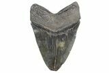 Fossil Megalodon Tooth - South Carolina #360758-2